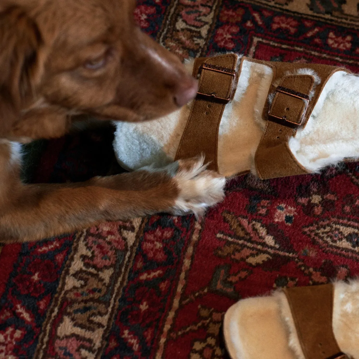 Birkenstock Two-Strap Sandals<Arizona Shearling Mink